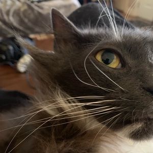 Meet your Posher, Ivan